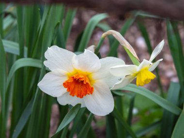 Bahar Çiçekleri nergisli kartpostal. Yeşil yapraklı bir arka planda bahar bahçesinde zarif nergis çiçekleri.