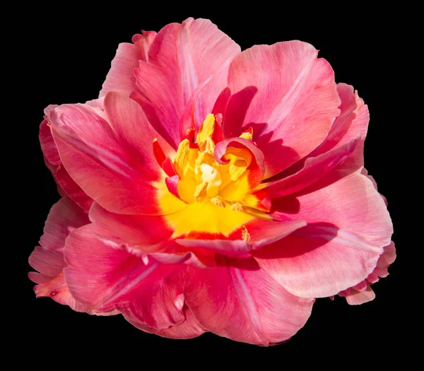 美しい赤ピンクのチューリップの花が切り取られ 黒い背景に置かれます デザインのためのチューリップの花 黒の背景に隔離されたエレガントなピンクの花びらを持つオープンチューリップの芽のクローズアップ — ストック写真