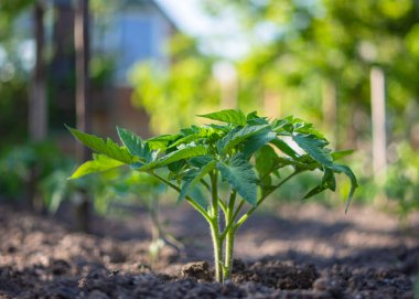 Açık bir zeminde, sığ bir tarlada yetişen genç domates fideleri. Güneşli bir bahçenin arka planında güzel yeşil domates çalısı