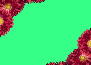 Yeşil arka planda kırmızı, parlak bahçe çiçekleri olan güzel bir çiçek afişi. Sevgililer Günü konsepti, Anneler Günü, Kadınlar Günü. Düz düzen, üst görünüm, boşluğu kopyala.