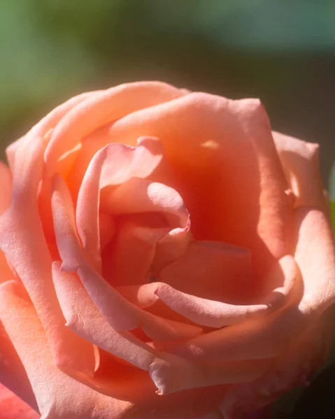 Romantické Rozmazané Květinové Pozadí Růžovou Růží Místo Pro Tvou Zprávu — Stock fotografie