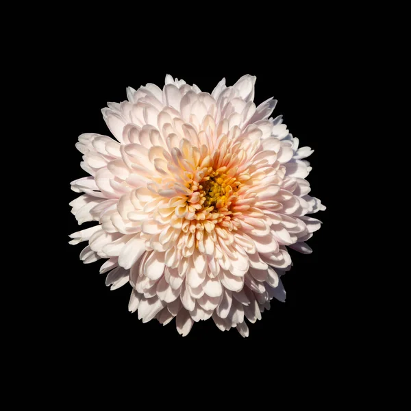 黒を基調とした薄桃色の菊の花のクローズアップ クリッピングコンターのある影はありません デザインのため 美しいピンクの花 — ストック写真