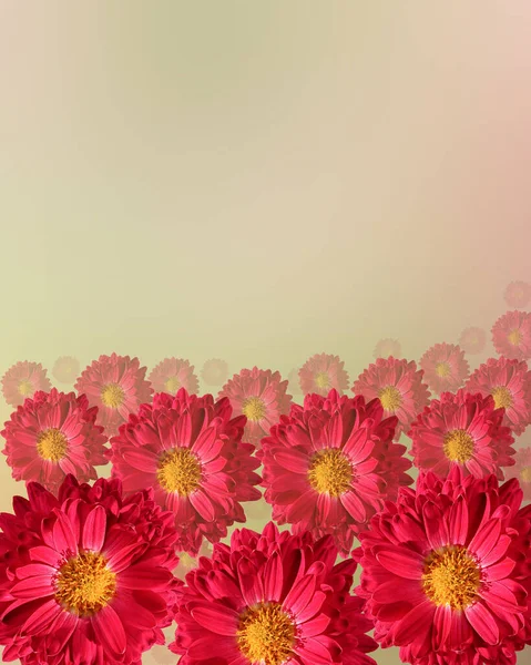 Дизайн Цветочного Баннера Издалека Удаляются Красивые Красные Цветы Место Смс — стоковое фото