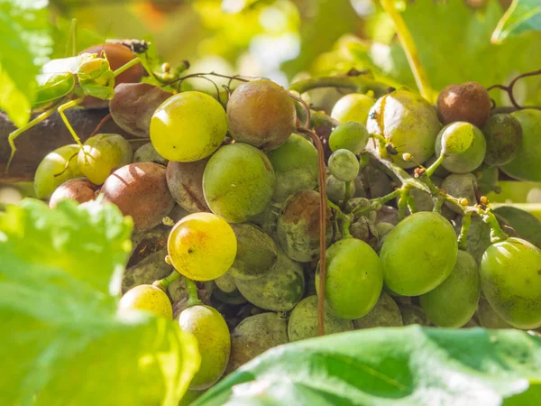 Mildew Dan Oidium Bunch Anggur Putih Dipengaruhi Oleh Tepung Milew Stok Foto Bebas Royalti