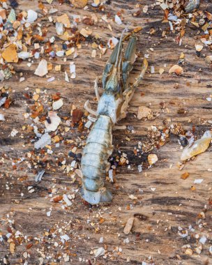 Kıyıya vurmuş bir deniz hayvanının yakın çekimi. Bir deniz köstebeği. Kabuklu deniz hayvanları (Emerita analoga) köstebek yengeçleri veya kumlu bir sahilde kum yengeçleri.