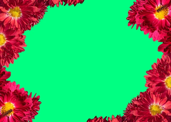 緑の背景に赤い月の菊の花のフレーム 緑の背景に花柄 平置きだ 赤い花の二重の境界線を持つ母の日のギフトカード 複写のためのスペース — ストック写真