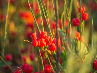  Lezzetli kokulu ahududu kokulu iki çatallı kozalaklı kozalaklı meyvelerin makrofotoğrafçılığı, Lat. Ephedra distchya. Kartpostal ya da tasarım için yaz böğürtlen çayırı. Güzel kırmızı meyveler.