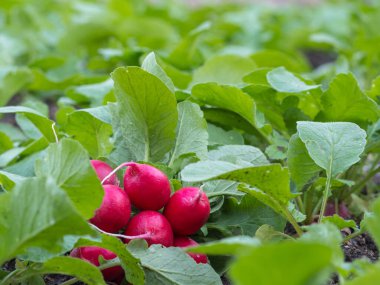 Taze toplanmış organik turplar bahçede yatıyor. Organik tarım kavramı. Sebze hasadı. Bahçede yetişen turp..