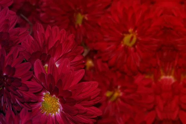 Цветочный Фон Бордовых Хризантем Осенние Цветы Сиренево Красные Хризантемы Саду — стоковое фото
