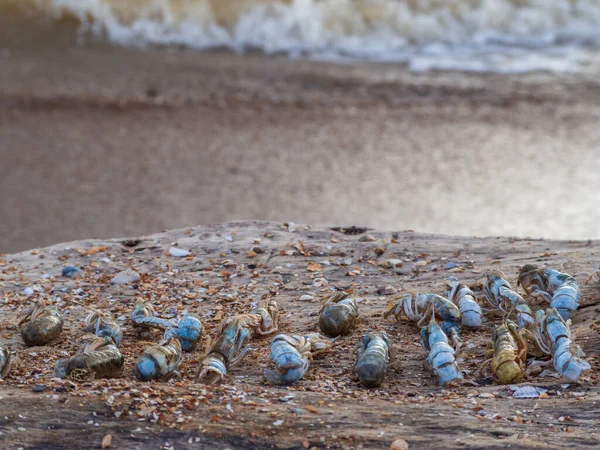 Beached Mol Laut Crustacea Emerita Analoga Kepiting Mol Atau Kepiting Stok Gambar Bebas Royalti