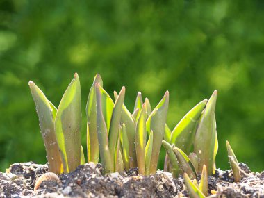Küçük bahar lahanaları yeni bir hayat gibidir. Yeşil arka planda güneş ışığında toprağa gömülen genç bitkiler. Yeşil lale filizleri. Bahar çiçeklerinin filizleri.