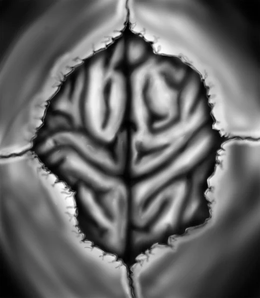 Open Human Skull Brain Showing Black White — стоковое фото