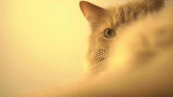 누워서 카메라를 보고 있는 솜털붉은 고양이의 부드러운 초점을 가진 매크로 화면 — 비디오