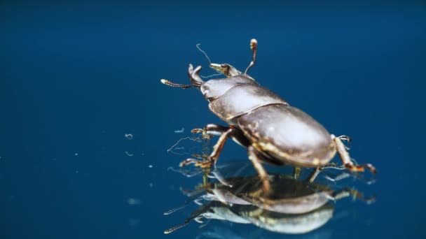 Stag beetle is crawling on mirror glass surface and moving its antennas in macro — Stock Video