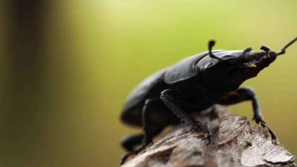 Grote zwarte hertenkever zit op de twijg in het zomerwoud en beweegt zijn antennes in macro — Stockvideo