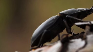 Sonbahar günü ağaç dalında oturan ve kelasını sallayan geyik böceğinin makro görüntüsü