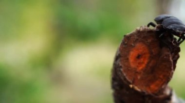 Büyük siyah bir geyik böceği antenleri ve kolaları olan ormandaki dalda oturuyor.