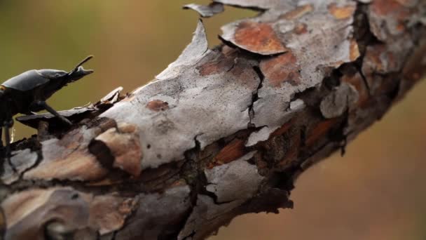 Vista de perto do besouro de veado sentado no galho da árvore na floresta e movendo suas antenas — Vídeo de Stock