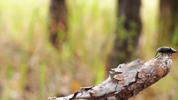 Černý brouk sedí na větvi v lese v letní den v detailu — Stock video