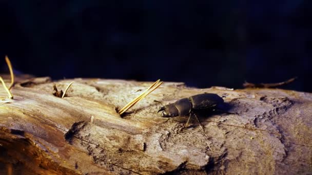 El escarabajo ciervo se arrastra sobre el tronco en el bosque por la noche en primer plano — Vídeos de Stock