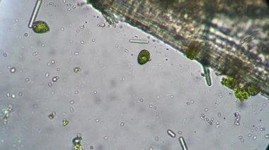Küçük bakteriler ve infusorialar makro görüntülerde hareket ediyor ve dönüyorlar