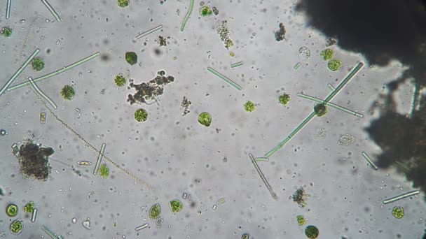 A variedade de microrganismos protozoários ampliados sob um microscópio — Vídeo de Stock