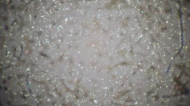 Amipler ve basiller, mikroskop altında bilimsel laboratuvarda çekilen bir damla suda hareket ediyorlar.