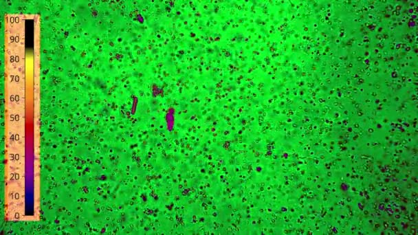 Макровзгляд на научные исследования примитивных микроорганизмов, быстро движущихся на зеленом фоне — стоковое видео