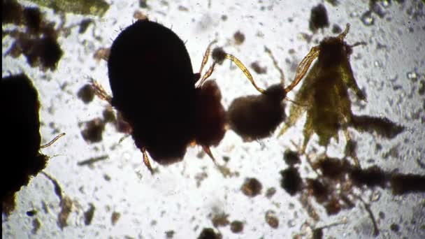 Ein Insekt kriecht mit den Beinen und versucht, ein anderes zu fressen, das in Makro gefilmt wurde — Stockvideo