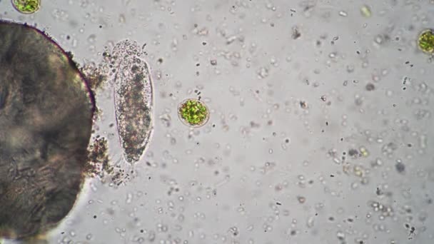 Η Infusoria κουνάει τα πόδια της και τρώει κάτι κινηματογραφημένο ανάμεσα σε βάκιλο κάτω από μικροσκόπιο — Αρχείο Βίντεο