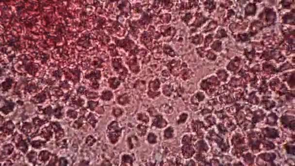 Macro filmato di cellule del sangue che scorrono ingrandite al microscopio — Video Stock