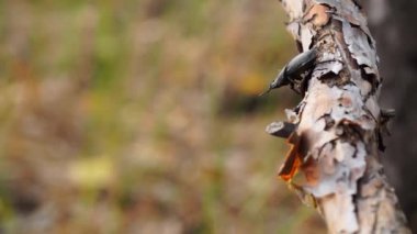 Bir ağaç dalı ve siyah böceğin yaz günü ormanda oturup süründüğü yakın plan görüntüsü.