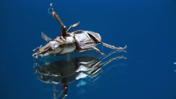 Macro vista del escarabajo ciervo acostado en la parte posterior en la superficie del espejo de vidrio y moviendo sus piernas — Vídeos de Stock
