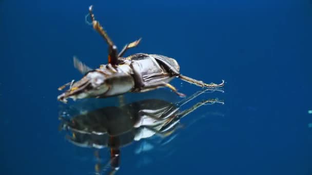 Macro uitzicht van hertenkever liggend op de rug op glazen spiegel oppervlak en bewegende zijn benen — Stockvideo