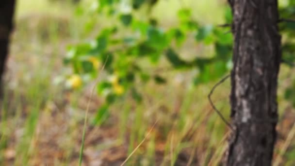 Le dendroctone du cerf noir est assis sur le bord de la branche dans la forêt lors d'une chaude journée d'été — Video
