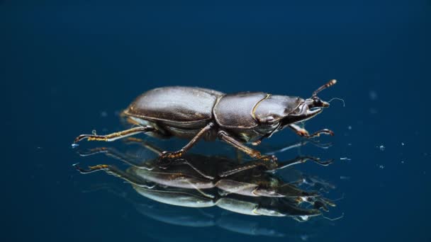 Brązowy chrząszcz stoi na szklanej powierzchni poruszając chelami i człowiek wychodzi z niego włos — Wideo stockowe