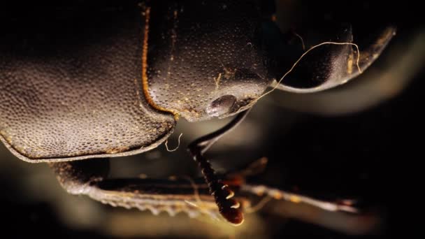猪甲虫在显微镜下活动着腿，在黑暗中爬行而去 — 图库视频影像