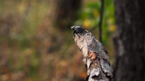 Insecto con cuernos se arrastra sobre una rama del árbol en el bosque de verano filmado en primer plano — Vídeos de Stock