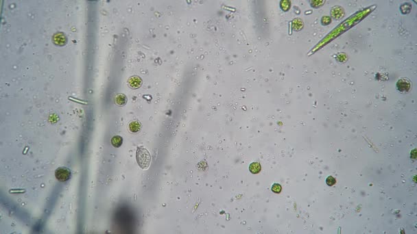 Diversidade de seres primitivos minúsculos que se movem e rastejam em gota de água filmada sob microscópio — Vídeo de Stock