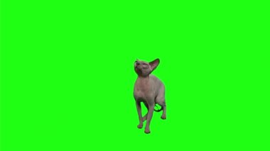 Kel kedi ağzını yalıyor ve yukarı bakıyor. Krom anahtar arka planda bir şey bekliyor.