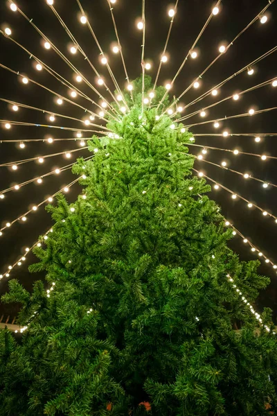 Pionowy niski kąt widzenia choinki i świąteczne oświetlenie wiszące wokół niego — Zdjęcie stockowe