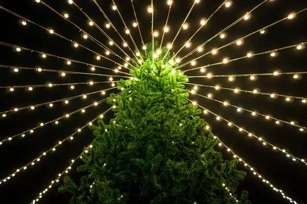 Devasa Noel ağacı birçok ışıkla aydınlatılır ve akşamları aşağıdan çekilir.