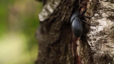 Geyik Böceği yaz ormanlarında makroda çekilmiş ağaç gövdesine tırmanıyor.
