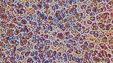 Farklı ve çok renkli hücreler mikroskop altında akıyor