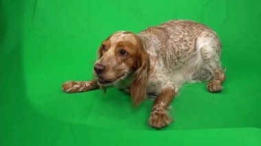 Çiftleşen kırmızı köpek komutu çalıştırır yalan söyler ve alfa kanalındaki kameraya bakar