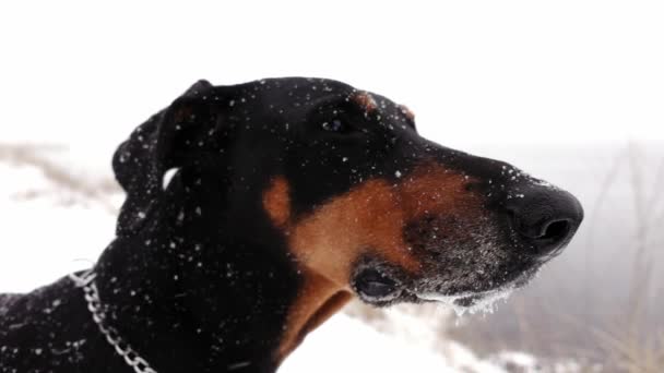 Close-up beelden van dobermans hoofd buiten staan bij sneeuwstorm in een slow motion — Stockvideo