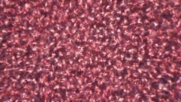 Красные кровяные тельца текут и снимаются под микроскопом — стоковое видео