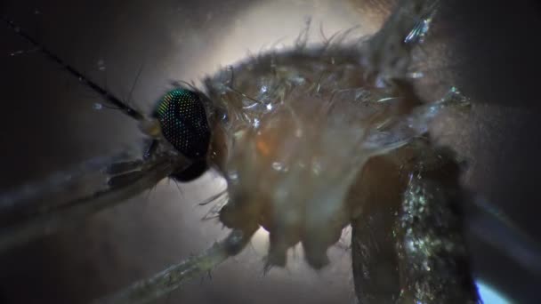 긴 코와 검은 눈을 가진 죽은 모기가 현미경으로 촬영된 모습 — 비디오