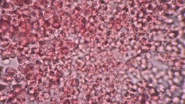 Le cellule del sangue filmate al microscopio si muovono e scorrono — Video Stock