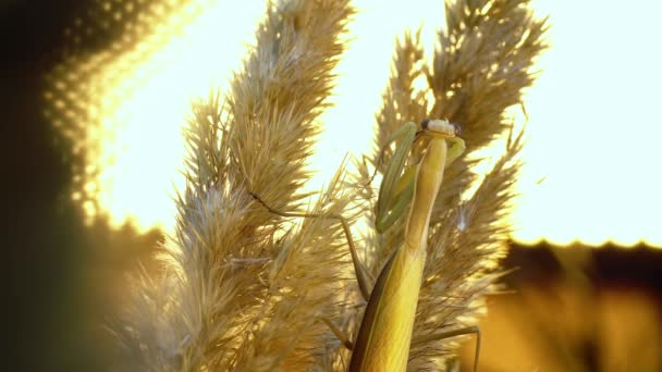 Богомол сидит у пшеницы на поле и двигает лапами. — стоковое видео